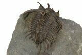 Top Quality Spiny Comura Trilobite - Ofaten, Morocco #243843-5